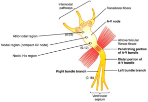 ECG Essentials